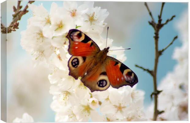 Peacock butterfly enjoying spring blossom Canvas Print by Julie Tattersfield