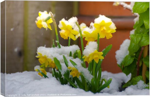 Daffodils in the snow  Canvas Print by Julie Tattersfield