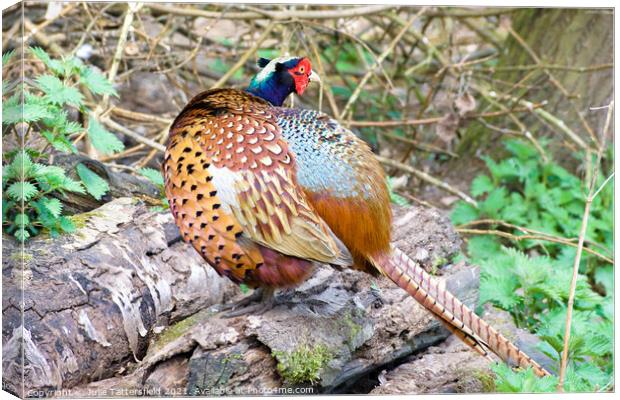 Pheasant showing his true colours Canvas Print by Julie Tattersfield