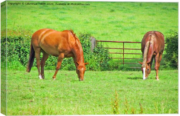 Horses Grazing in Warwicksire Canvas Print by Laurence Tobin