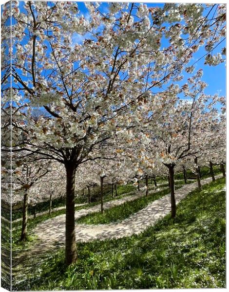 Cherry Blossom Alnwick  Canvas Print by David Thompson
