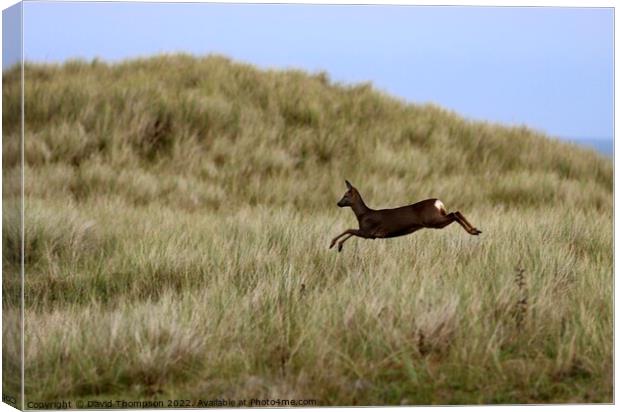 Holy Island Deer in the Dunes  Canvas Print by David Thompson
