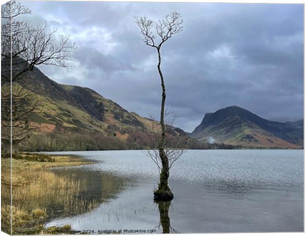 Buttermere Lone Tree Canvas Print by David Thompson