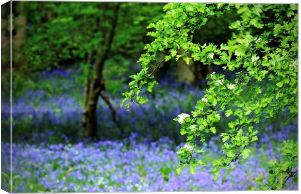 Bluebell Woods Morpeth Northumberland Canvas Print by David Thompson
