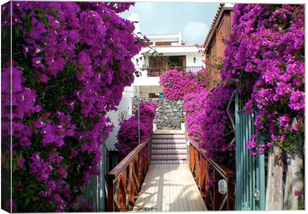 Tenerife Boughanvillia Display  Canvas Print by David Thompson