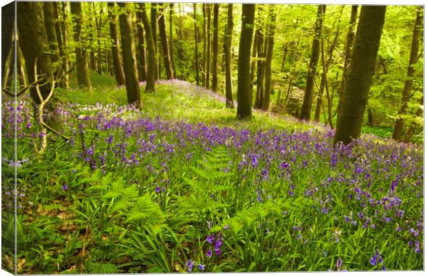 Bluebell woods Morpeth Northumberland  Canvas Print by David Thompson