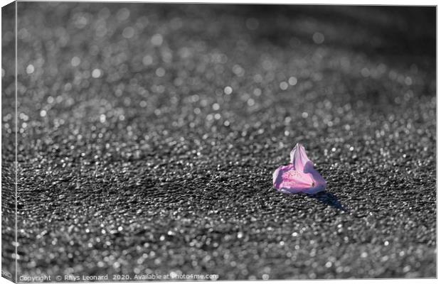 colorful Pink and red flower fallen on grey tarmac Canvas Print by Rhys Leonard