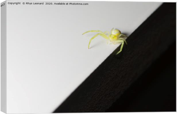 Balancing on the sharp edge, a tiny yellow SPIDER Canvas Print by Rhys Leonard