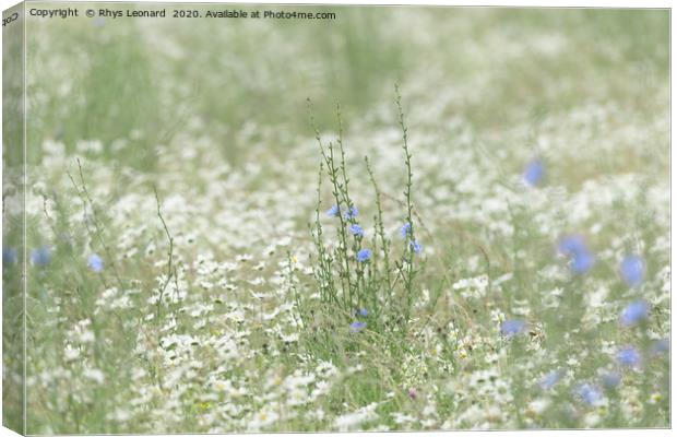 Blue patch of wild chicory flower in a meadow Canvas Print by Rhys Leonard