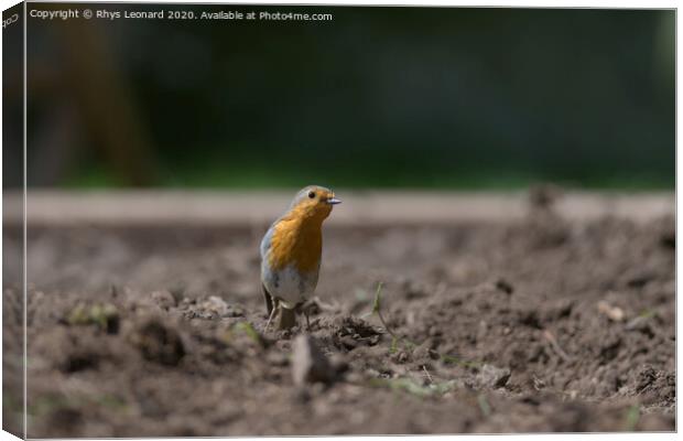 Redbreast robin stood among a garden planting bed inquisitively tilts head to look at the camera. Canvas Print by Rhys Leonard