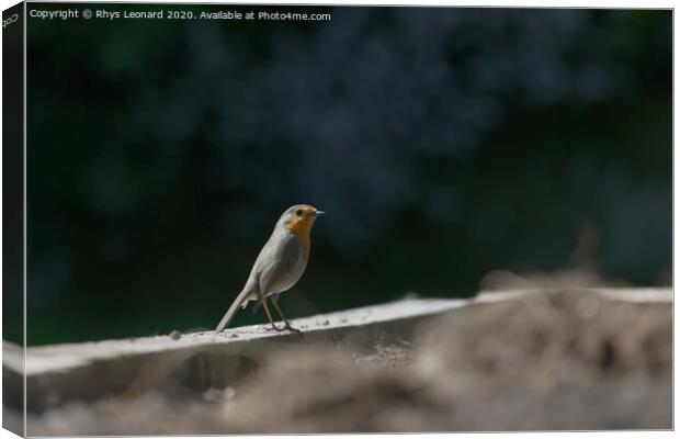 Side profile as a red breast robin stands on wooden border. Catch light sparkles in the beady birds eye. Canvas Print by Rhys Leonard