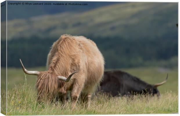 Isle of Mull highland cattle grazing. Canvas Print by Rhys Leonard