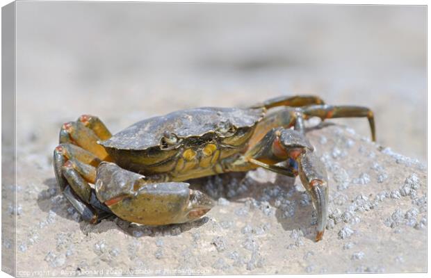 Macro crab on a barnacle covered rock Canvas Print by Rhys Leonard