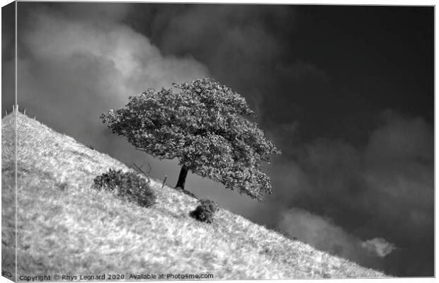 lone tree on the side of a hill Canvas Print by Rhys Leonard