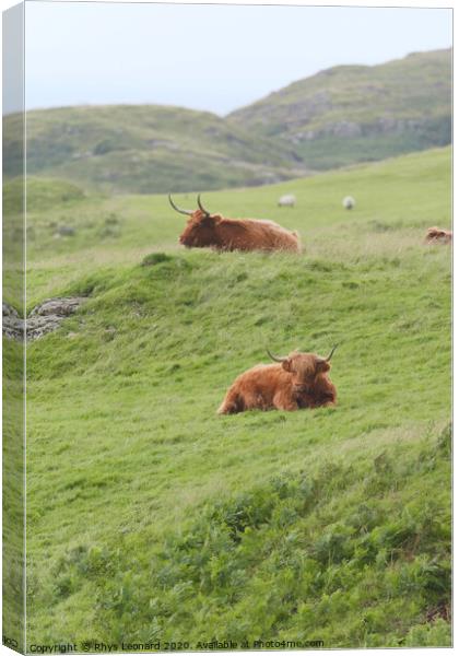 Portrait two male highland cattle bulls lye amongst windswept grass Canvas Print by Rhys Leonard