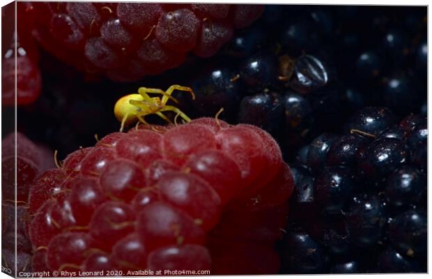 Yellow sac black footed spider covered in berry juice on a raspberry. Canvas Print by Rhys Leonard