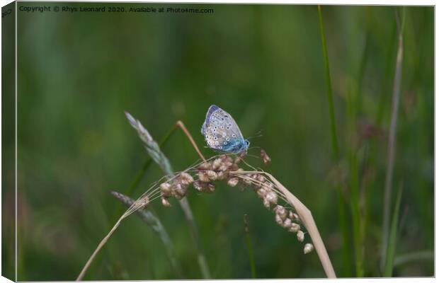 Side profile dark background of a common blue butterfly Canvas Print by Rhys Leonard