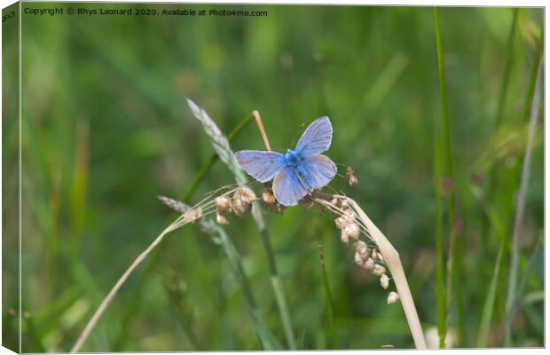 Common blue butterfly spreads vivid blue wings Canvas Print by Rhys Leonard
