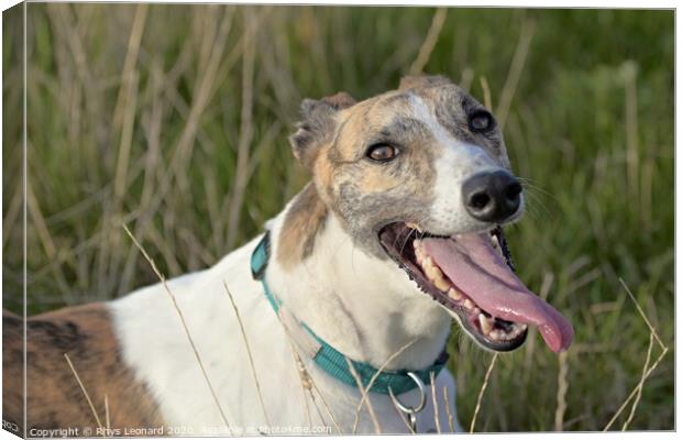 Greyhound cools down after playing outdoors Canvas Print by Rhys Leonard