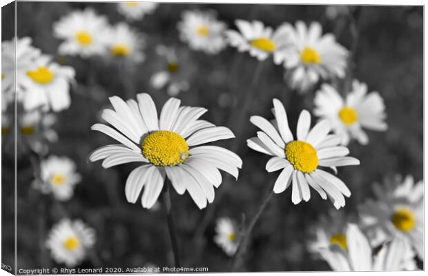Patch of shasta daisies and a little white spider, Canvas Print by Rhys Leonard