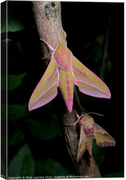 Large and small colorful elephant hawk moth side by side for comparison Canvas Print by Rhys Leonard