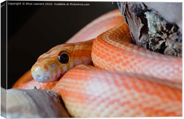 Super macro close up of pet orange corn snakes face and eye. Canvas Print by Rhys Leonard