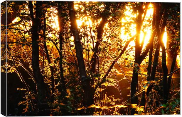                        Sunrise through the woods   Canvas Print by kayden woodthorpe
