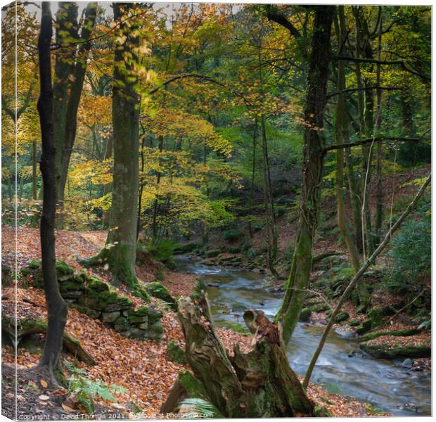 Enchanted Autumn Stream Canvas Print by David Thomas