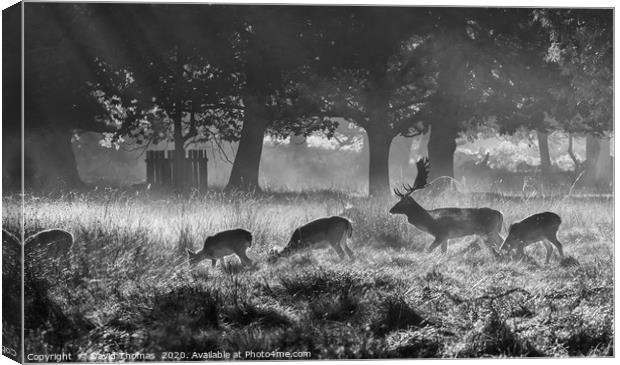 Misty Morning Deer Canvas Print by David Thomas