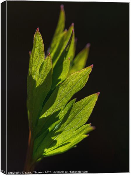 The Delicate Detail of a Bleeding Heart Leaf Canvas Print by David Thomas