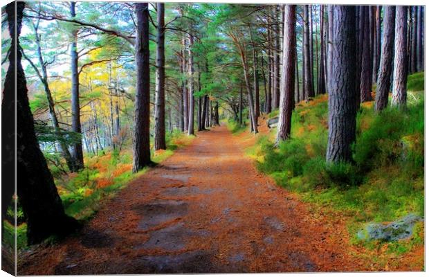 Caledonian Pine Track Canvas Print by Philip Hawkins