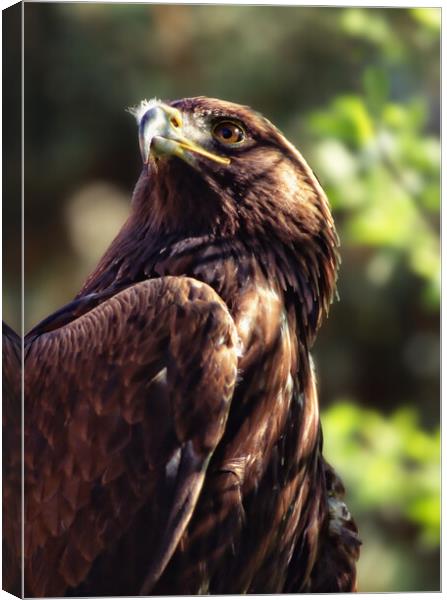 Close up of a Golden Eagle Canvas Print by Philip Hawkins