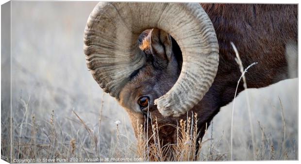 A big horn sheep grazing in a field Badlands South Canvas Print by Steve Furst