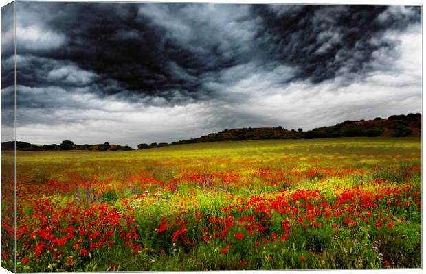 Colorful fields 1 Canvas Print by Vicente Sargues