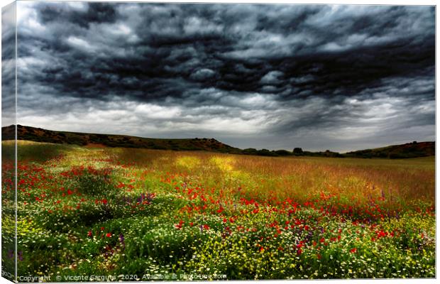 Colorful fields 2 Canvas Print by Vicente Sargues