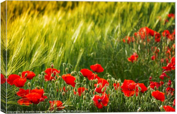 Poppies and spikes Canvas Print by Vicente Sargues