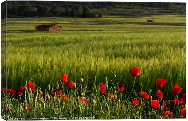 Poppies and fields with shepherd house Canvas Print by Vicente Sargues