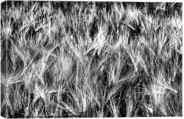 Cereal spikes. BW Canvas Print by Vicente Sargues