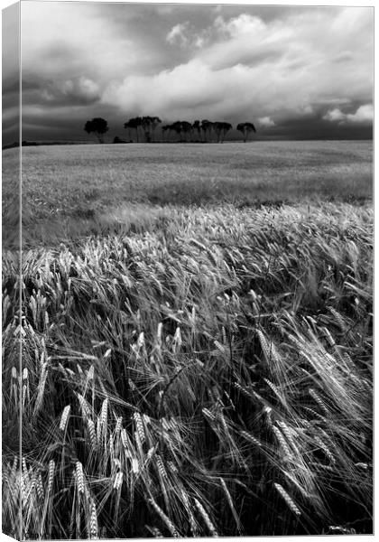 Cereal field and trees. Vertical. BW Canvas Print by Vicente Sargues