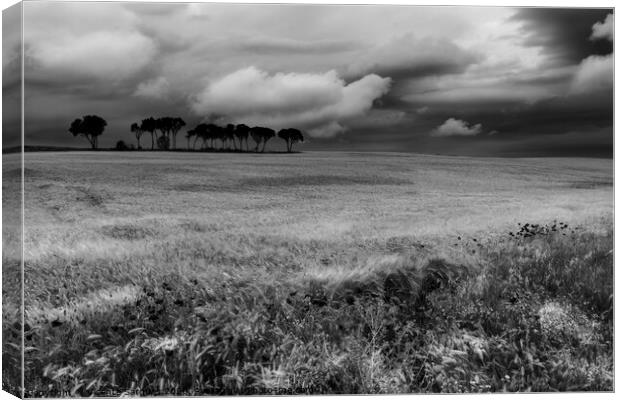Field with poppies and trees. Black and white Canvas Print by Vicente Sargues