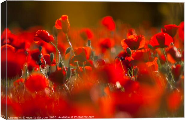 Poppies at the golden hour Canvas Print by Vicente Sargues
