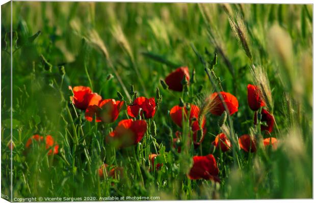 Group of poppies among the grass Canvas Print by Vicente Sargues