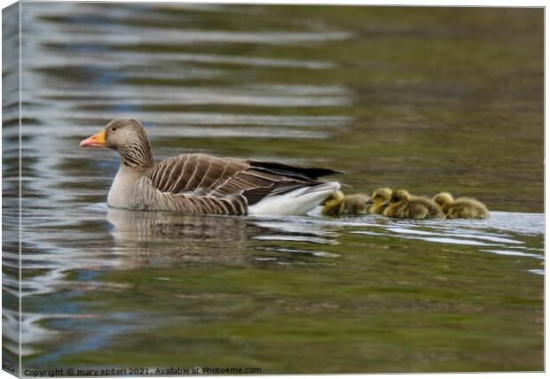 Greylag Goose with Goslings Canvas Print by mary spiteri