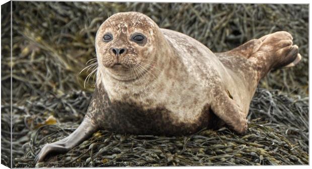 Baby common seal, wide eyed and beautiful Canvas Print by mary spiteri