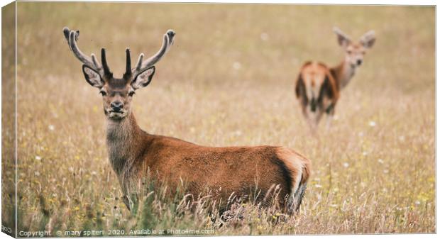 Stags in wildflower meadow Canvas Print by mary spiteri