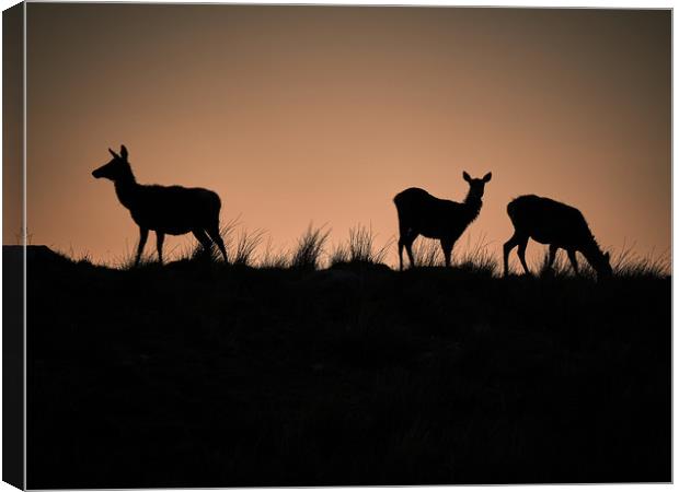 Stags on the Horizon at sunset Canvas Print by mary spiteri