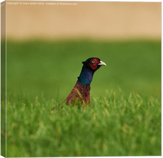 Pheasant Beek a Boo Canvas Print by mary spiteri