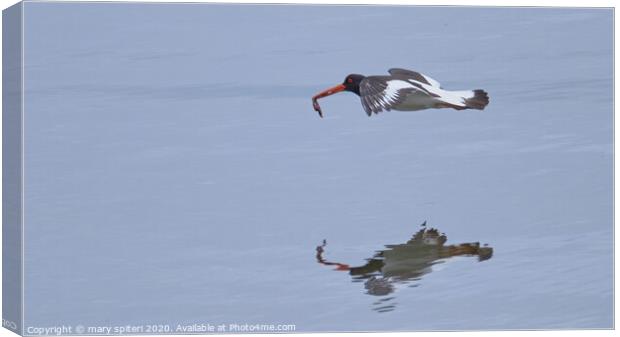 Oyster Catcher with  prey Canvas Print by mary spiteri
