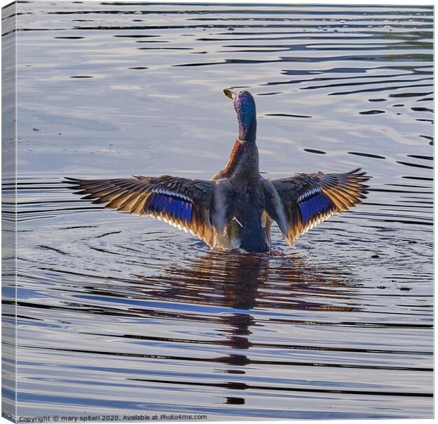 Golden Wings Canvas Print by mary spiteri