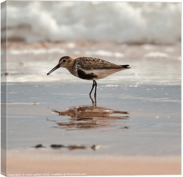 Sandpiper with its reflection, on the Beach at sun Canvas Print by mary spiteri